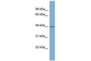 Image no. 1 for anti-Proline Rich 5 (Renal) (PRR5) (C-Term) antibody (ABIN6741931) (PRR5 Antikörper  (C-Term))