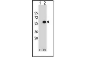 Western blot analysis of ERGIC3 (arrow) using ERGIC3 Antibody (N-term) Cat.
