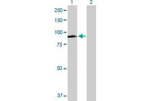 Western Blot analysis of MX1 expression in transfected 293T cell line by MX1 MaxPab polyclonal antibody. (MX1 Antikörper  (AA 1-662))