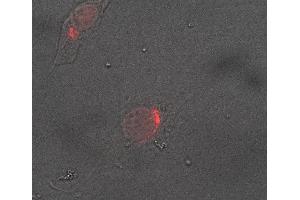 Immunocytochemistry (ICC) image for anti-Golgin B1 (GOLGB1) antibody (ABIN2850864)