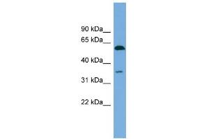 WB Suggested Anti-SAAL1 Antibody Titration: 0. (SAAL1 Antikörper  (N-Term))