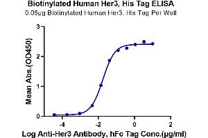ELISA image for Receptor Tyrosine-Protein Kinase ErbB-3 (ERBB3) (AA 20-643) protein (His-Avi Tag,Biotin) (ABIN7274802)