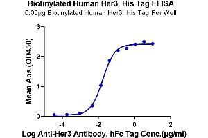 Immobilized Biotinylated Human Her3 at 0.