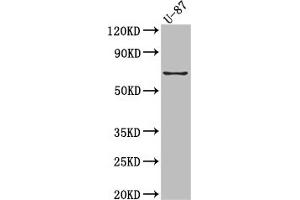 Western Blot Positive WB detected in: U-87 whole cell lysate All lanes: COX2 Antibody at 1:1000 Secondary Goat polyclonal to rabbit IgG at 1/50000 dilution Predicted band size: 69 kDa Observed band size: 69 kDa (Rekombinanter PTGS2 Antikörper)