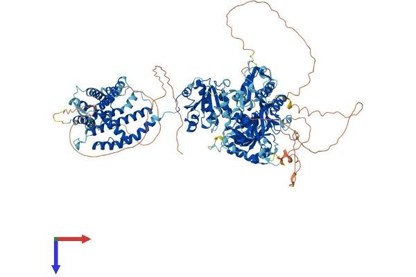 KCNMA1 Protein (AA 1-1209) (His tag)