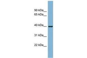 Image no. 1 for anti-ELMO/CED-12 Domain Containing 2 (ELMOD2) (AA 35-84) antibody (ABIN6742092) (ELMOD2 Antikörper  (AA 35-84))