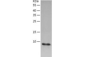 Western Blotting (WB) image for Oxytocin, Prepropeptide (OXT) (AA 32-125) protein (His tag) (ABIN7124290)