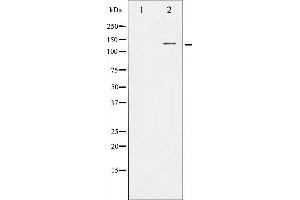 FGFR1 Antikörper  (C-Term)