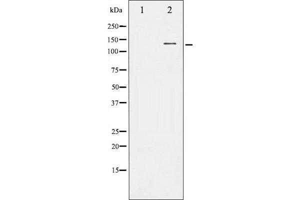 FGFR1 Antikörper  (C-Term)