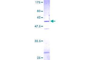 SNAP23 Protein (AA 1-211) (GST tag)