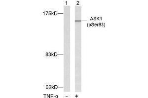 Image no. 2 for anti-Mitogen-Activated Protein Kinase Kinase Kinase 5 (MAP3K5) (pSer83) antibody (ABIN196912)