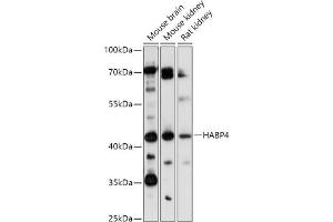 Western blot analysis of extracts of various cell lines, using H antibody (ABIN7267799) at 1:1000 dilution. (HABP4 Antikörper)