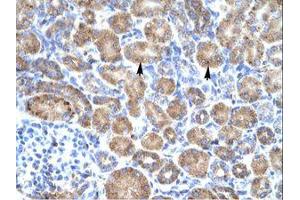 Image no. 1 for anti-POU Domain, Class 4, Transcription Factor 3 (POU4F3) (AA 211-260) antibody (ABIN202275)