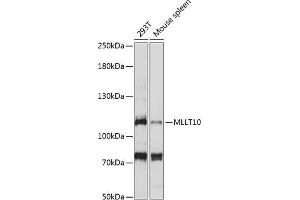 Western blot analysis of extracts of various cell lines, using MLLT10 antibody (ABIN7269602) at 1:1000 dilution. (MLLT10 Antikörper  (AA 250-500))
