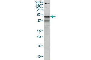 SHBG monoclonal antibody (M01), clone 5E6 Western Blot analysis of SHBG expression in HepG2 .