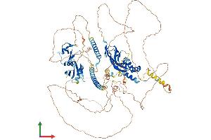 Protein Structure (PS) image for Neighbor of BRCA1 Gene 1 (NBR1) (AA 1-988) protein (His tag) (ABIN7563548)