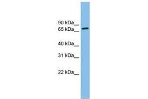 Image no. 1 for anti-Outer Dense Fiber of Sperm Tails 2 (ODF2) (N-Term) antibody (ABIN6745049) (ODF2 Antikörper  (N-Term))