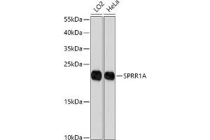 Western blot analysis of extracts of various cell lines, using SPRR1A antibody (ABIN7270369) at 1:1000 dilution. (SPRR1A Antikörper)