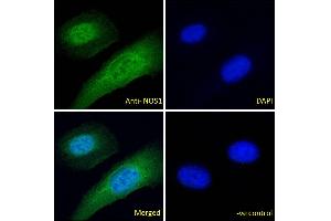 ABIN184662 Immunofluorescence analysis of paraformaldehyde fixed U2OS cells, permeabilized with 0.