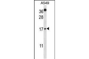 Western blot analysis in A549 cell line lysates (35ug/lane). (CSTA Antikörper  (C-Term))
