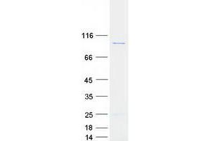 Validation with Western Blot (Lsg1 Protein (Myc-DYKDDDDK Tag))