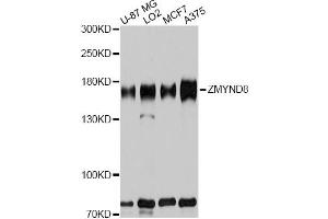 Western blot analysis of extracts of various cell lines, using ZMYND8 antibody. (ZMYND8 Antikörper)