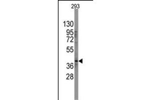 Western blot analysis of SOX2 Antibody (N-term) in 293 cell line lysates (35 μg/lane). (SOX2 Antikörper  (N-Term))