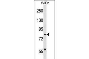 SEC23B Antibody (C-term) (ABIN1537526 and ABIN2850107) western blot analysis in WiDr cell line lysates (35 μg/lane). (Sec23 Homolog B Antikörper  (C-Term))