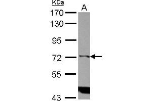 Western Blotting (WB) image for anti-Inositol-Trisphosphate 3-Kinase C (ITPKC) (Internal Region) antibody (ABIN1496062) (ITPKC Antikörper  (Internal Region))