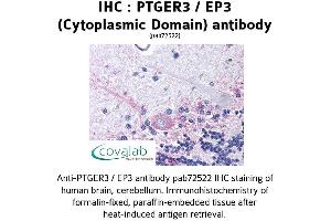 Image no. 1 for anti-Prostaglandin E Receptor 3 (Subtype EP3) (PTGER3) (3rd Cytoplasmic Domain) antibody (ABIN1738558) (PTGER3 Antikörper  (3rd Cytoplasmic Domain))