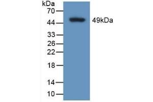 Detection of Recombinant CALU, Human using Polyclonal Antibody to Calumenin (CALU) (CALU Antikörper  (AA 20-315))
