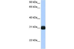 RBPMS antibody used at 0. (RBPMS Antikörper  (N-Term))