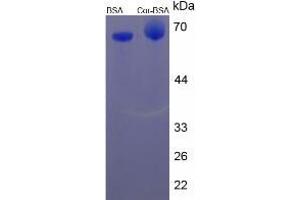 Image no. 2 for Cortisol protein (BSA) (ABIN3201195)