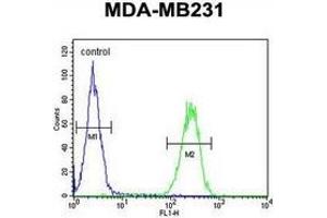 Flow cytometric analysis of MDA-MB231 cells (right histogram) compared to a negative control cell (left histogram) using Trypsin-3 / PRSS3  Antibody (N-term), followed by FITC-conjugated goat-anti-rabbit secondary antibodies. (PRSS3 Antikörper  (N-Term))