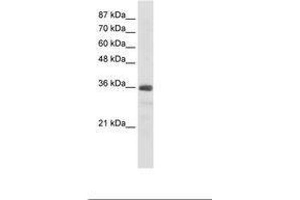 SNRNP35 抗体  (AA 29-78)