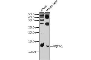 Western blot analysis of extracts of various cell lines, using UQCRQ Rabbit pAb (ABIN6132907, ABIN6149966, ABIN6149967 and ABIN6225209) at 1:500 dilution. (UQCRQ Antikörper  (AA 1-82))