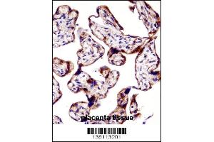 TEAD3 Antibody immunohistochemistry analysis in formalin fixed and paraffin embedded human placenta tissue followed by peroxidase conjugation of the secondary antibody and DAB staining. (TEAD3 Antikörper  (N-Term))