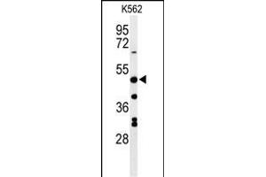 Western blot analysis of RHBG Antibody (C-term) (ABIN653937 and ABIN2843168) in K562 cell line lysates (35 μg/lane). (RHBG Antikörper  (C-Term))