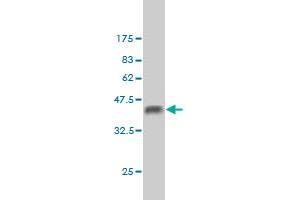 BCL9 antibody  (AA 1036-1135)