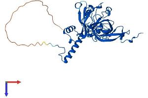 MRPL3 Protein (AA 1-348) (His tag)