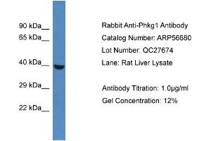 Western Blotting (WB) image for anti-phosphorylase Kinase, gamma 1 (Muscle) (PHKG1) (N-Term) antibody (ABIN2786836)