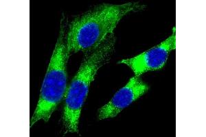 Immunofluorescent analysis of 4 % paraformaldehyde-fixed, 0. (HLA-DQA1 Antikörper  (C-Term))