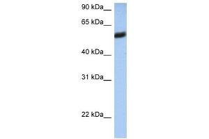 HLA-F antibody used at 1 ug/ml to detect target protein. (HLA-F Antikörper  (N-Term))