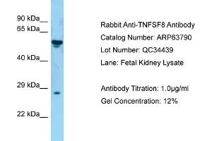 Western Blotting (WB) image for anti-Tumor Necrosis Factor (Ligand) Superfamily, Member 8 (TNFSF8) (N-Term) antibody (ABIN2789625) (TNFSF8 Antikörper  (N-Term))
