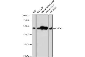 Western blot analysis of extracts of various cell lines, using CX3CR1 antibody (ABIN3016929, ABIN3016930, ABIN1679440 and ABIN6219885) at 1:500 dilution. (CX3CR1 Antikörper)