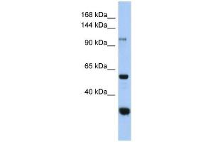 GANC antibody used at 1 ug/ml to detect target protein.