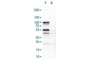 Western Blot (Cell lysate) analysis of (1) NIH-3T3 cell lysate (Mouse embryonic fibroblast cells) and (2) NBT-II cell lysate (Rat Wistar bladder tumour cells).