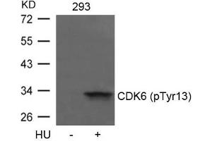 Western blot analysis of extracts from 293 cells untreated or treated with HU using CDK6(phospho-Tyr13) Antibody. (CDK6 Antikörper  (pTyr13))