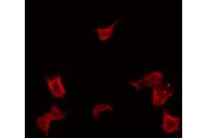 ABIN6266898 staining HepG2 by IF/ICC. (UBXN11 Antikörper  (Internal Region))