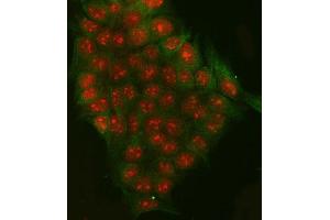 IF analysis of RRP7A and Tubulin beta using anti-RRP7A antibody (ABIN7599044) and anti-Tubulin beta antibody (ABIN7602744). (RRP7A Antikörper  (AA 1-181))